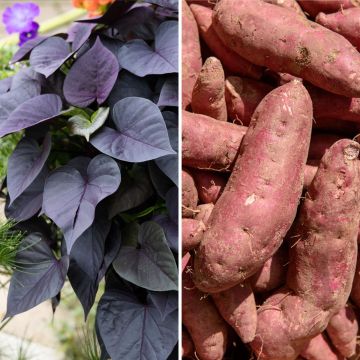 Patate douce Sakura en plants