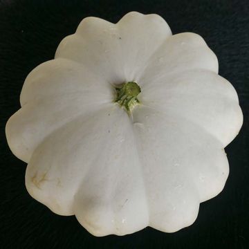 Patisson blanc en pots de 10,5cm