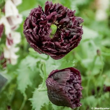 Pavot annuel Black Peony - Papaver somniferum