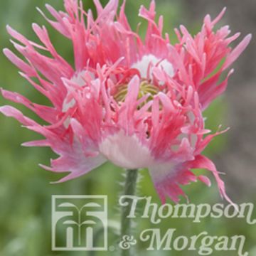 Graines de Pavot annuel Pink Fizz - Papaver somniferum