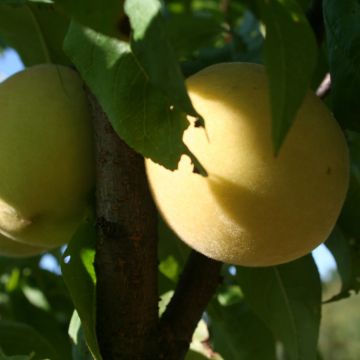 Pêcher de Vigne Blanche Bio