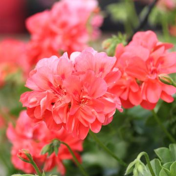 Pelargonium Double Apricot Salmon Orange - Géranium-lierre