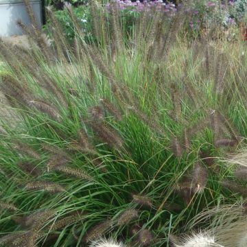 Pennisetum alopecuroïdes Moudry - Herbe aux écouvillons