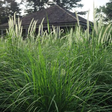 Pennisetum orientale Fairy Tails - Herbe aux écouvillons