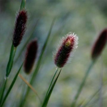 Pennisetum thunbergii - Herbe aux écouvillons pourpres