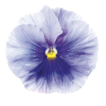 Pensée Inspire Silver Blue miini-motte - Mottes de 3,8 x 3,2 cm en plaque de culture par 16 - Viola (x) witrockiana / Viola Carrera Azure