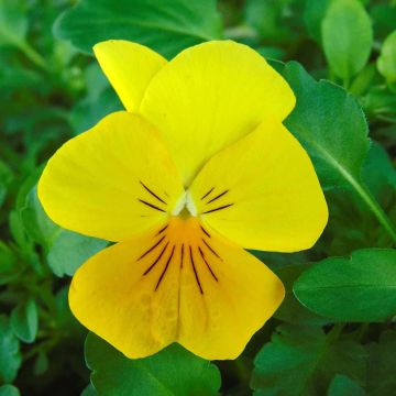 Pensée retombante Cool Wave Golden Yellow mini-mottes - Viola wittrockiana