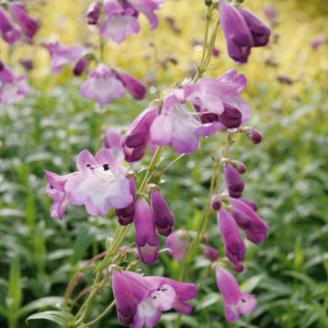 Penstemon hybride Alice Hindley - Galane