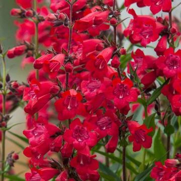 Penstemon Harlequin Red - Galane