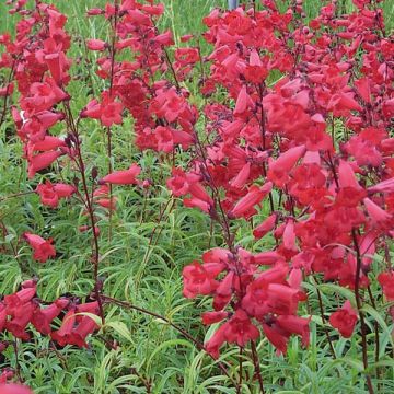 Penstemon hybride Schoenholzeri - Galane
