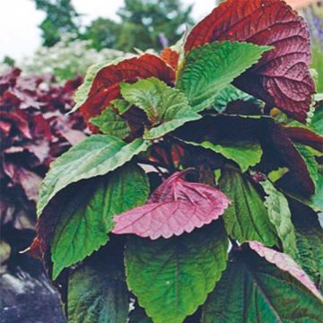 Perilla frutescens vert - Shiso (Tia To)