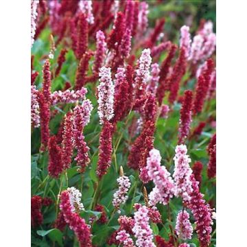 Renouée - Persicaria affinis Darjeeling Red