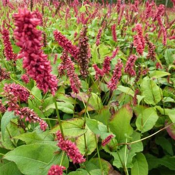 Renouée - Persicaria amplexicaulis Dikke Floskes