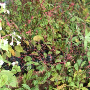 Renouée - Persicaria filiformis