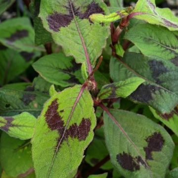 Renouée - Persicaria virginiana Lance Corporal  