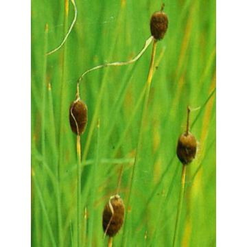 Petite massette - Typha minima