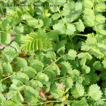 Sanguisorba minor - Petite Pimprenelle Bio - Ferme de Sainte Marthe