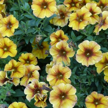 Pétunia BeautiCal Caramel Yellow - Petchoa hybrida