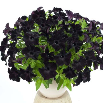 Pétunia Black Ray