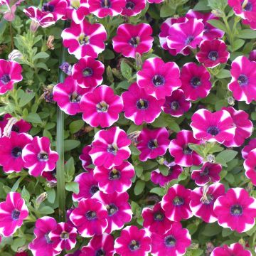 Pétunia Cascadias Bicolor Cabernet