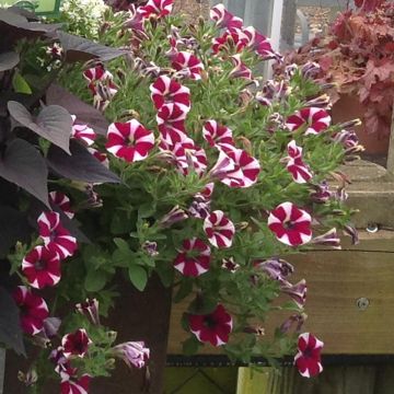 Petunia Cranberry Blast - Pétunia hybride bicolore