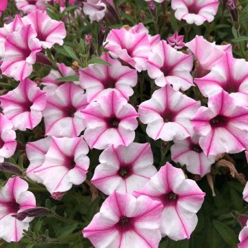 Pétunia Supertunia Pink Star