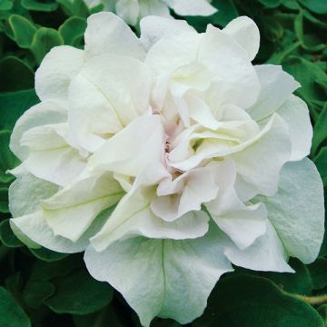 Pétunia Tumbelina Diana double blanc