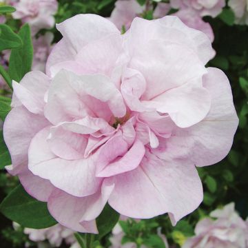 Pétunia surfinia double rose pale