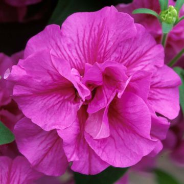 Pétunia Tumbelina Candyfloss double rose foncé