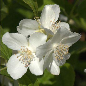 Philadelphus coronarius