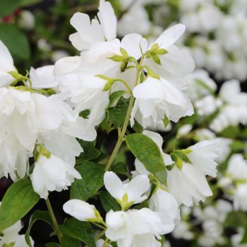 Philadelphus Little White Love - Seringat nain.