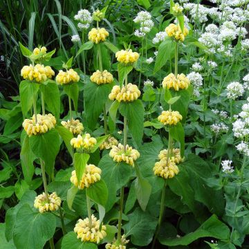 Phlomis de Russell - Phlomis russeliana