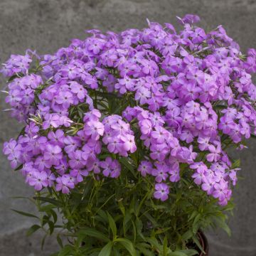 Phlox hybride Forever Pink - Phlox nain