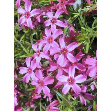 Phlox mousse Scarlet Flame - Phlox subulata