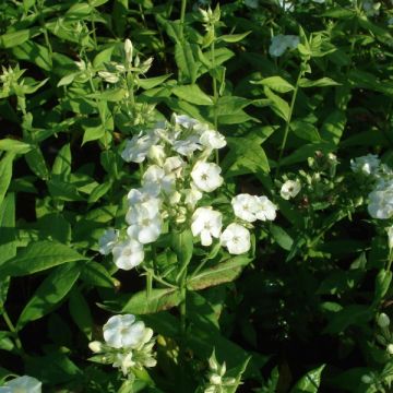 Phlox paniculata Jade