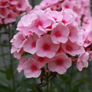 Phlox paniculata Rosa Pastel