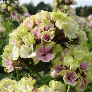 Phlox paniculata Sherbet Blend® - Phlox paniculé vert anis et rose violacé