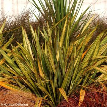 Lin de Nouvelle-Zélande - Phormium Apricot Queen