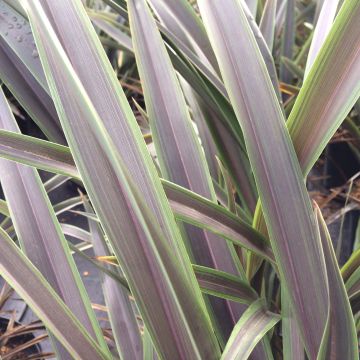 Phormium Chocomint - Lin de Nouvelle-Zélande 