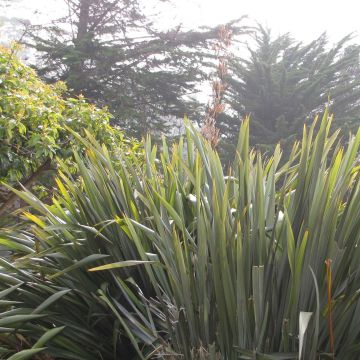 Phormium tenax - Lin de Nouvelle-Zélande