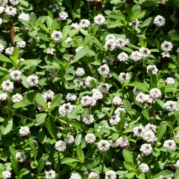 Phyla ou Lippia nodiflora - Verveine nodulaire