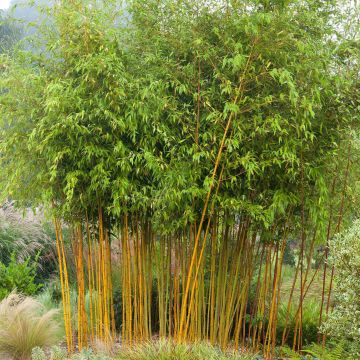 Phyllostachys vivax Aureocaulis - Bambou géant exceptionnel jaune ocre