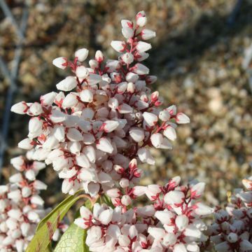 Andromède du Japon - Pieris Bonfire