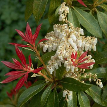 Andromède du Japon - Pieris japonica Forest Flame