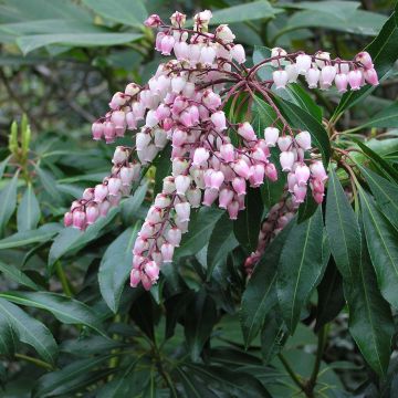 Andromède du Japon - Pieris Pink Passion