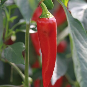 Piment Gorria en plants GREFFES