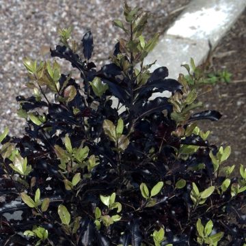Pittosporum tenuifolium Dark Diva - Pittospore à petites feuilles