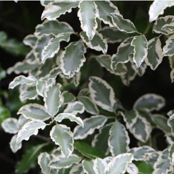 Pittosporum tenuifolium Elisabeth