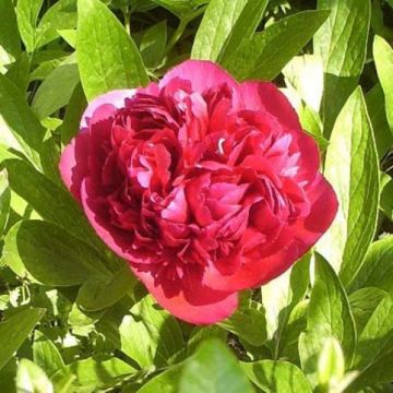 Pivoine officinale Rubra Plena