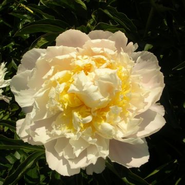 Pivoine Cheddar Cheese